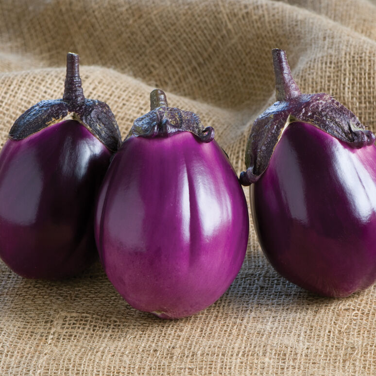 Eggplant - Beatrice