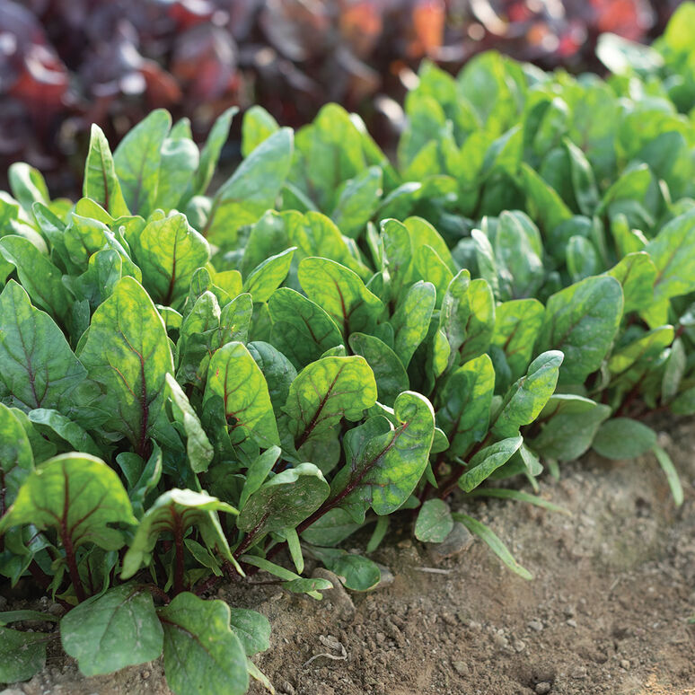 Red Veined Spinach - Red Tabby